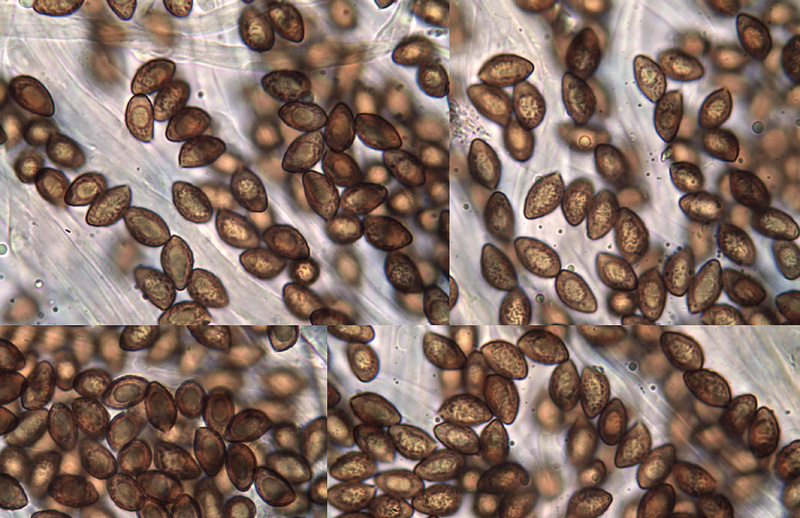 Cortinarius largus spores Cortinarius largus